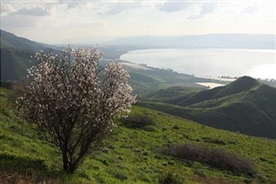 almond tree.jpg